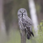 Puszczyk mszarny – Brązowo-popielata sowa z żółtymi oczami siedząca na suchym konarze