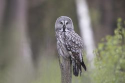Puszczyk mszarny – Brązowo-popielata sowa z żółtymi oczami siedząca na suchym konarze