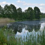 Starorzecze Bugu w Orchówku – Zbiornik wodny o niedostępnych brzegach otoczony trzcinami oraz drzewami.